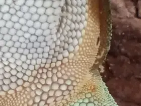 Phelsuma grandis 0,1CB