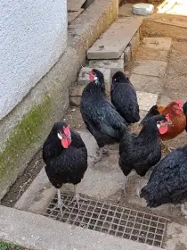 Prodám kohouty.