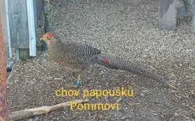 Bažant zlatý - 2x kohout r.2026