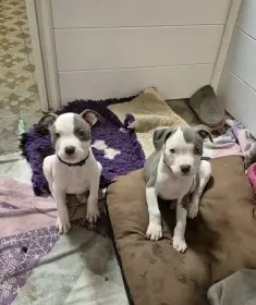 American bully xl s PP
