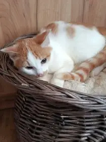 Rudla čeká na láskyplnou náruč