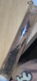 Prodám Harpegnathos Venator mravence