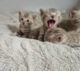 Bengalske koťata