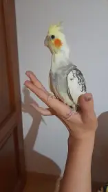 Korela mládě 2 měsíce