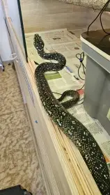 Krajta diamantová- Morelia spilota spilota