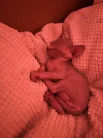 Kocourci, typ kanadský sphynx