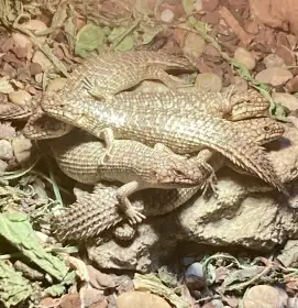 Egernia stokesi