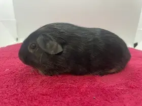 Morče hladké sameček otter černá s PP