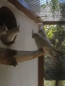 Korela chocholatá - albino