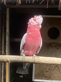 Kakadu růžový 1,0