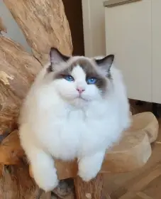 Ragdoll kocour do chovu s PP
