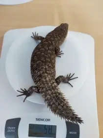 Egernia stokesii