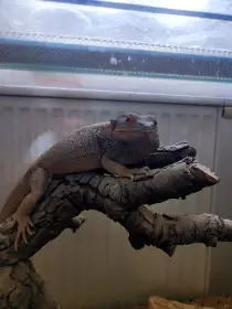 Darují dvě agamy vousaté samec + samička