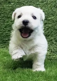 West highland white terrier