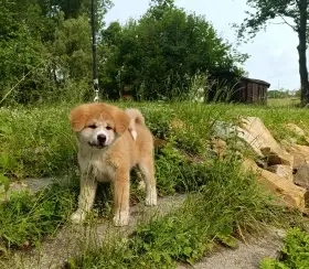Akita inu s PP