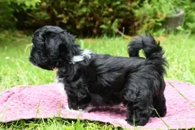 Lhasa Apso