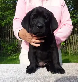 Labradorský retriever - štěně - pes s PP