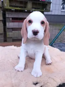 Beagle pejsek s PP