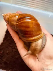 Africký šnek (oblovka) Lissachatina fulica fulica