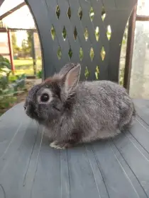 Daruji zakrslého králíčka
