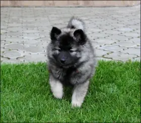 Německý špic vlčí - staroněmecký typ (ne keeshond)