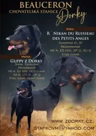Beauceron - francouzský ovčák - štěně s PP