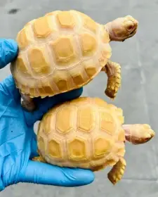Albino Sulcata (Geochelone Sulcata)