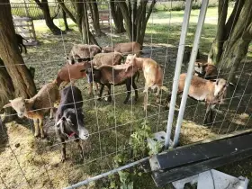 Jehňata ovce kamerunské