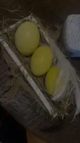 Prodám Pštrosí vejce
