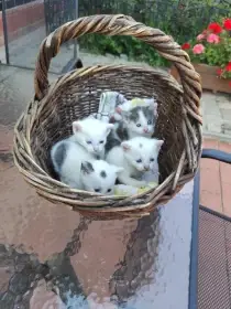 Koťata - rasa pouliční směs