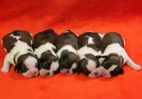 Shih-tzu, ši-cu štěňátka s PP FCI