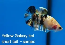 Bojovnice- Betta splendens