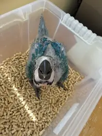 Ara Ararauna