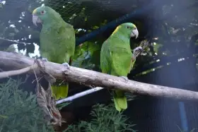 Amazona auropalliata caribaea