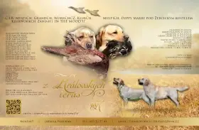Labradorský retrívr