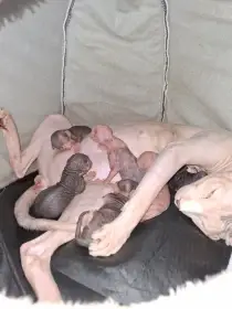 Sphynx