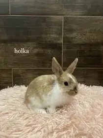 Zakrslý králík