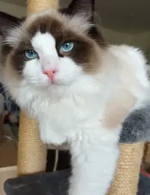 Kocourek ragdoll s PP