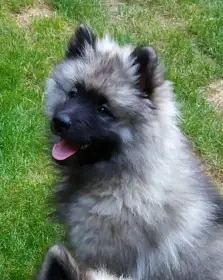 Vlčí špic/Keeshond s PP (FCI)