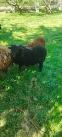 Prodám beránky Ouessantské ( Quessantské) ovce