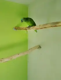 Prodám Amazonan modročelý