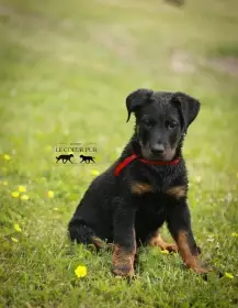 Beauceron - štěňátka k prodeji