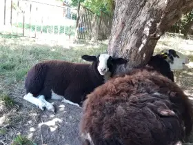 Prodám jehničky východofríské ovce