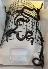 Mláďata pralesní krajty kobercové (Morelia spilota cheynei) 07/25