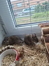 Osmák Degu