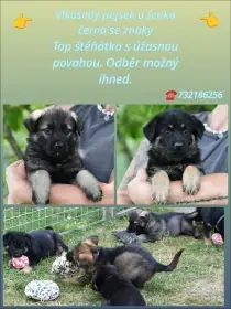 Německý ovčák štěňata s p.p