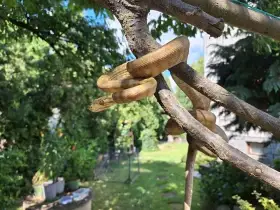 Samec (1,0) Psohavec orinocký (Corallus hortulanus)