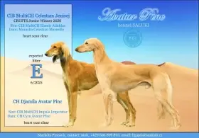 Saluki