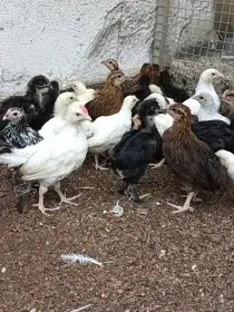 Leghorn,Vlaška koroptví a Australka velká