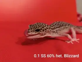 Gekončík noční